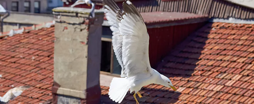 Residential Chimney Animal Removal Solution in Pine Bluff, AR