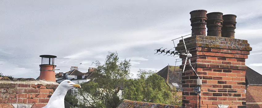 Chimney Cleaning And Restoration in Pine Bluff, Arkansas